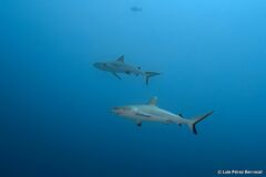 Carcharhinus amblyrhynchos