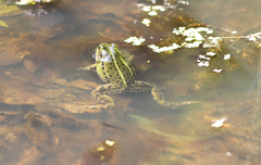 Pelophylax lessonae