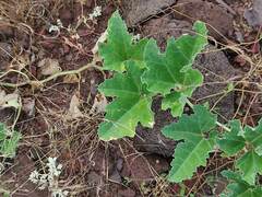 Apodanthera undulata