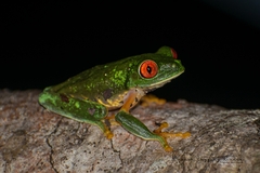 Agalychnis taylori