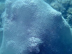 Galaxea fascicularis