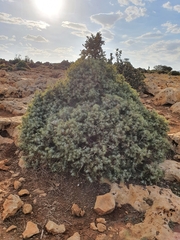 Juniperus oxycedrus