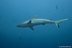 Carcharhinus amblyrhynchos