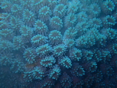 Galaxea fascicularis