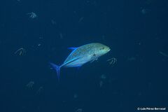 Caranx melampygus