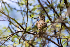 Myiarchus tyrannulus