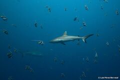 Carcharhinus amblyrhynchos