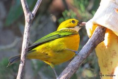 Tangara icterocephala