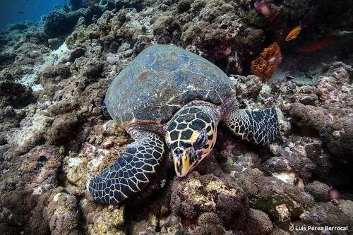 Hawksbill Sea Turtle
