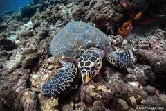 Hawksbill Turtle photo 2