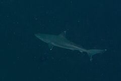 Carcharhinus albimarginatus