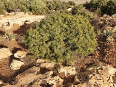 Juniperus oxycedrus