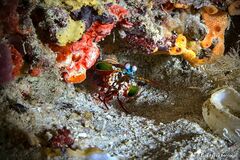 Odontodactylus scyllarus