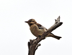 Gymnoris superciliaris