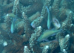 Chromis viridis