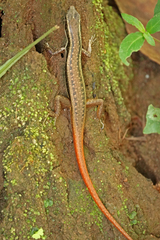 Sphenomorphus dussumieri