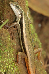 Sphenomorphus dussumieri