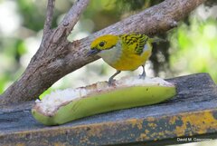 Tangara icterocephala