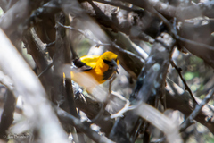 Icterus nigrogularis