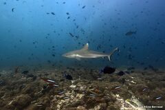 Carcharhinus amblyrhynchos