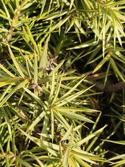 Juniperus oxycedrus
