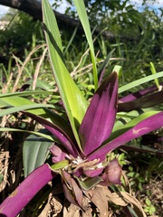 Tradescantia spathacea