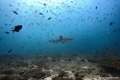 Carcharhinus amblyrhynchos