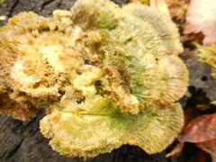 Cerrena unicolor