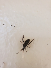 Leptoglossus corculus