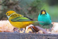 Tangara icterocephala