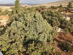 Juniperus oxycedrus