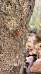 Phaeotremella foliacea