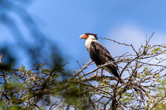 Caracara plancus cheriway