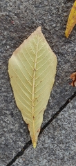 Aesculus hippocastanum