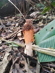 Phallus cinnabarinus