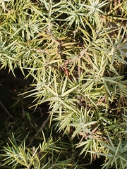 Juniperus oxycedrus