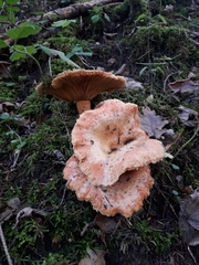 Lactarius salmonicolor