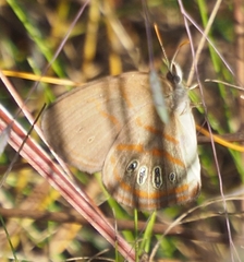 Neonympha areolatus
