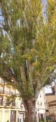 Populus alba