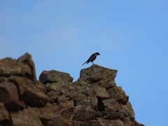 Turdus torquatus