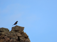 Turdus torquatus