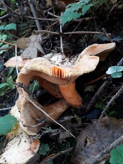 Lactarius salmonicolor