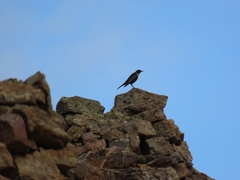Turdus torquatus
