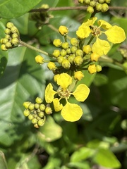 Stigmaphyllon floribundum