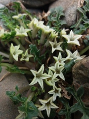 Jaborosa caulescens