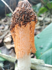 Phallus cinnabarinus