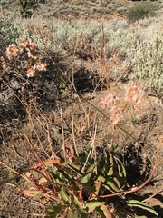 Eriogonum elatum