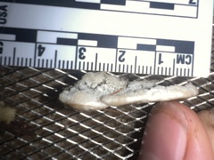 Rigidoporus cuneatus