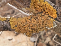 Xanthoria parietina