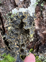 Pseudocyphellaria holarctica
